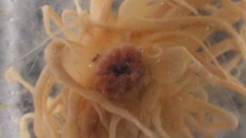 Media type: image;   Invertebrate Zoology 153117 Description: live specimen;